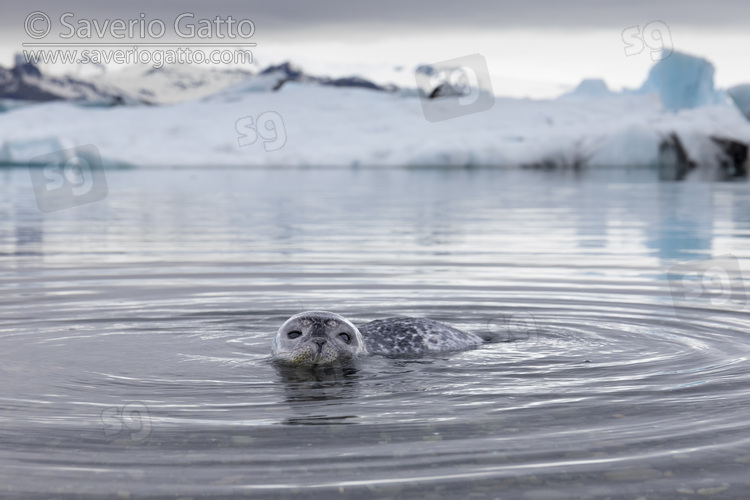 Harbour Seal, pup in the shallow water with icebergs in the background