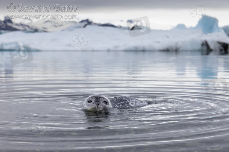 Foca comune, cucciolo in acqua