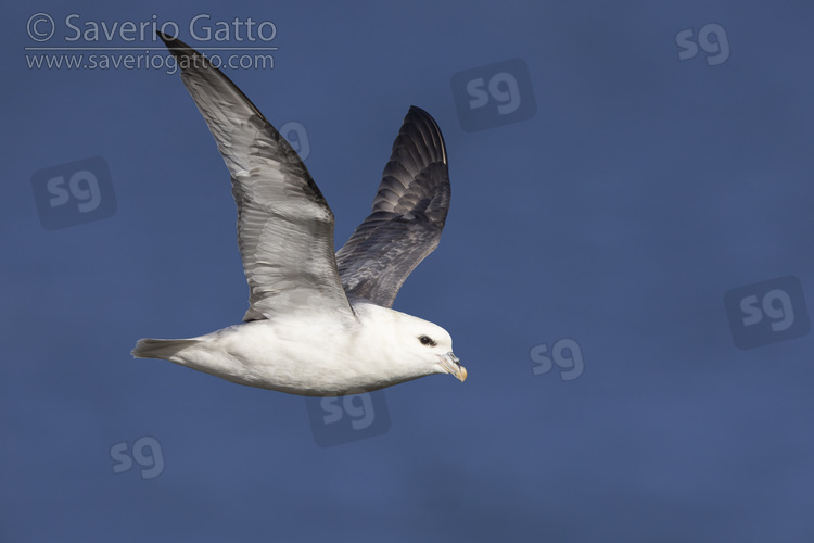 Northern Fulmar, side view of an adult in flight