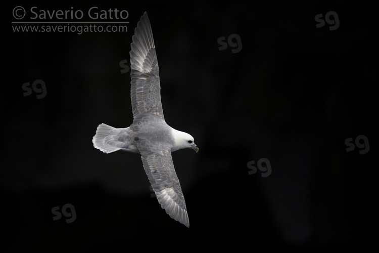 Northern Fulmar, adult in flight seen from the above