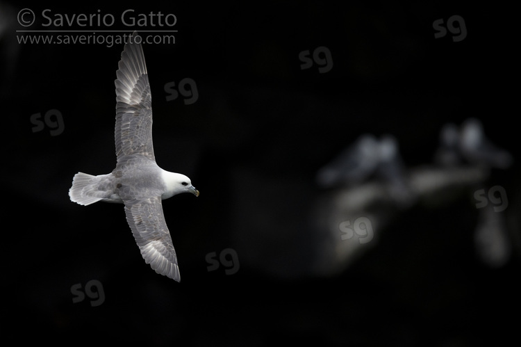 Northern Fulmar, adult in flight seen from the above