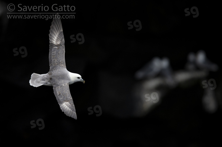 Northern Fulmar