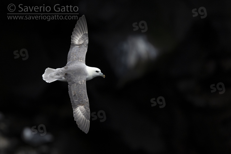 Northern Fulmar, adult in flight seen from the above