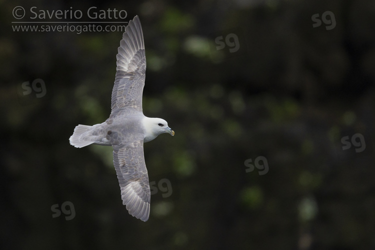 Northern Fulmar, adult in flight seen from the above