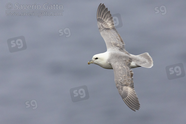 Northern Fulmar, adult in flight seen from the above