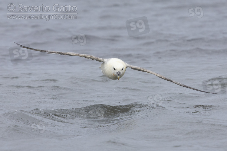 Northern Fulmar, front view of an adult in flight