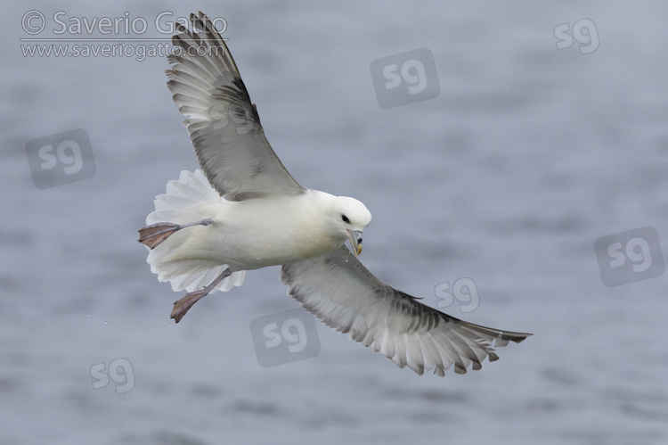 Northern Fulmar, adult in flight showing underparts