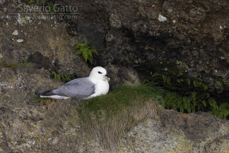 Northern Fulmar, adult sitting on the nest