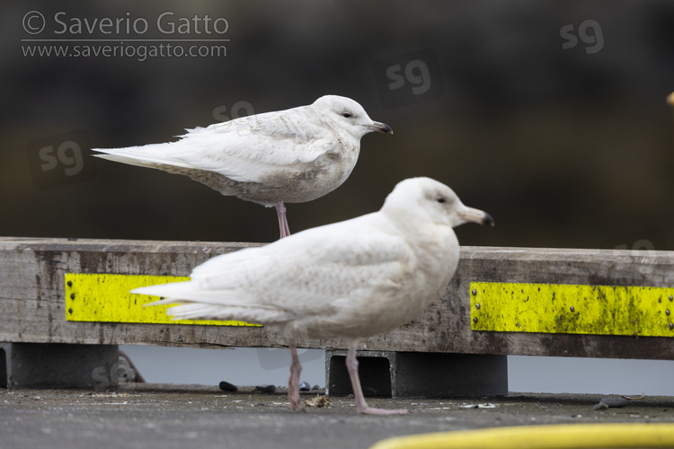 Gabbiano d'Islanda, immaturo posato vicino ad un gabbiano glauco