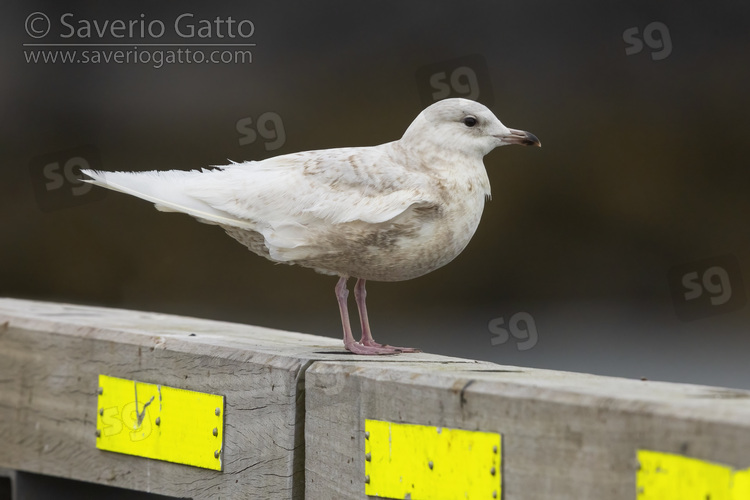 Gabbiano d'Islanda