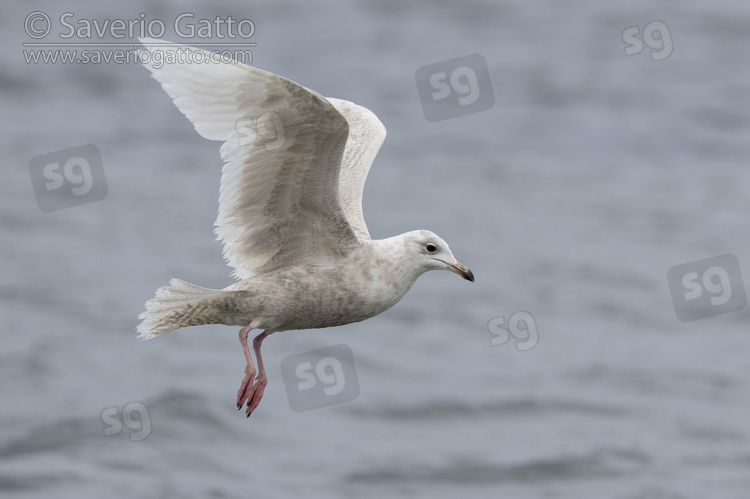 Gabbiano d'Islanda, immaturo in volo