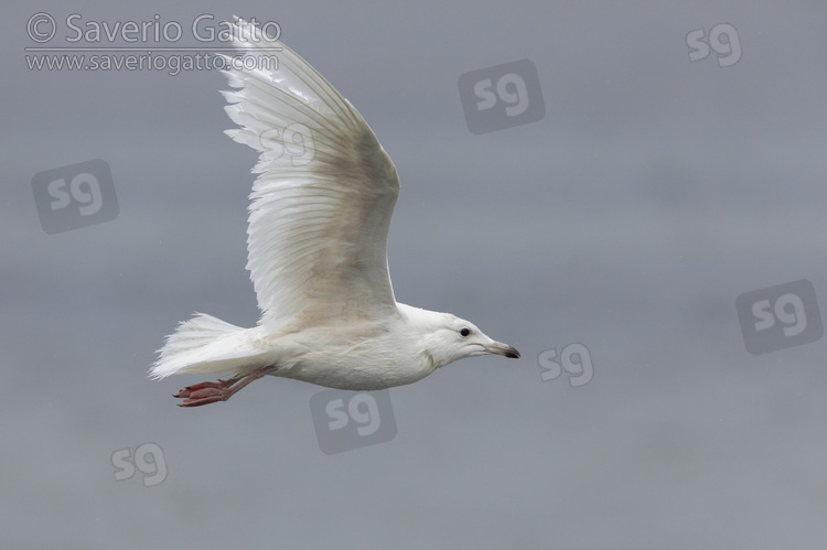 Gabbiano d'Islanda, immaturo in volo