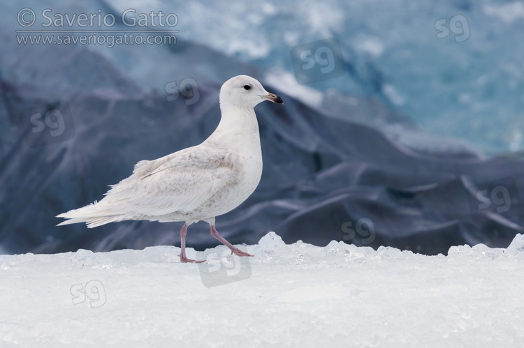 Iceland Gull, immature standing on ice