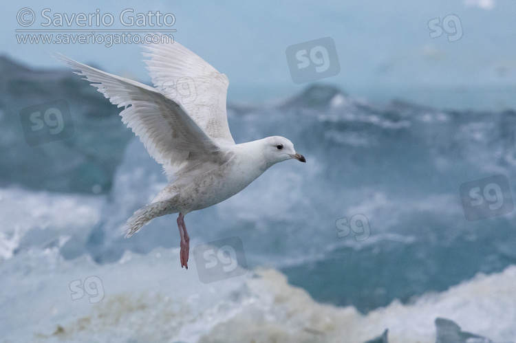 Iceland Gull, immature in flight
