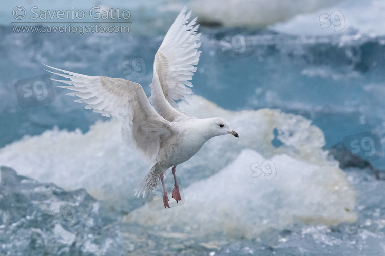 Gabbiano d'Islanda, immaturo in volo