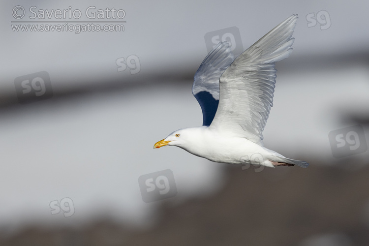 Glaucous Gull, side view of an adult in flight