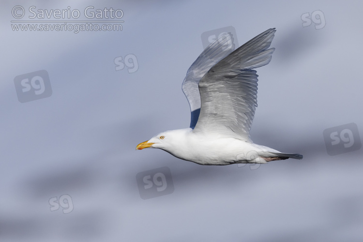 Gabbiano glauco, maschio adulto in volo