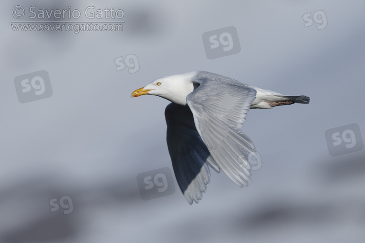 Glaucous Gull, side view of an adult in flight