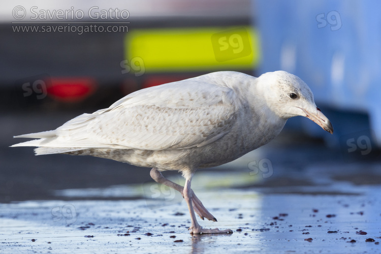 Glaucous Gull, side view of a juvenile standing on the ground