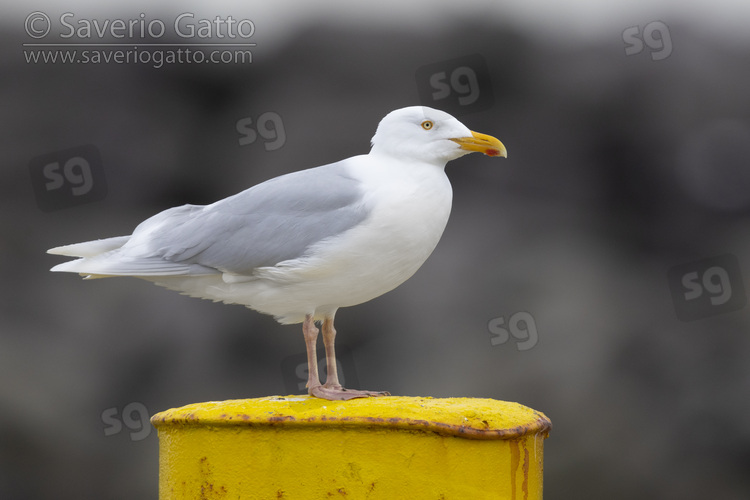Glaucous Gull, side view of an adult standing on a bollard