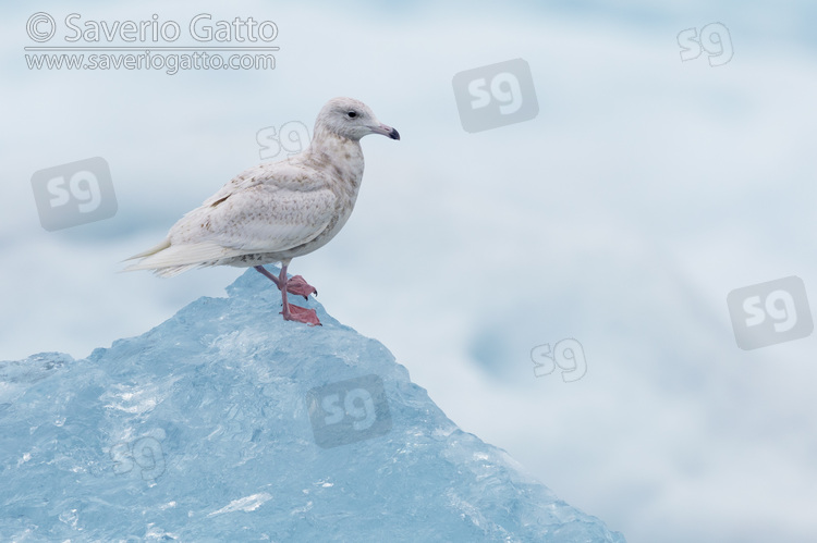 Glaucous Gull, side view of a juvenile standing on an iceberg