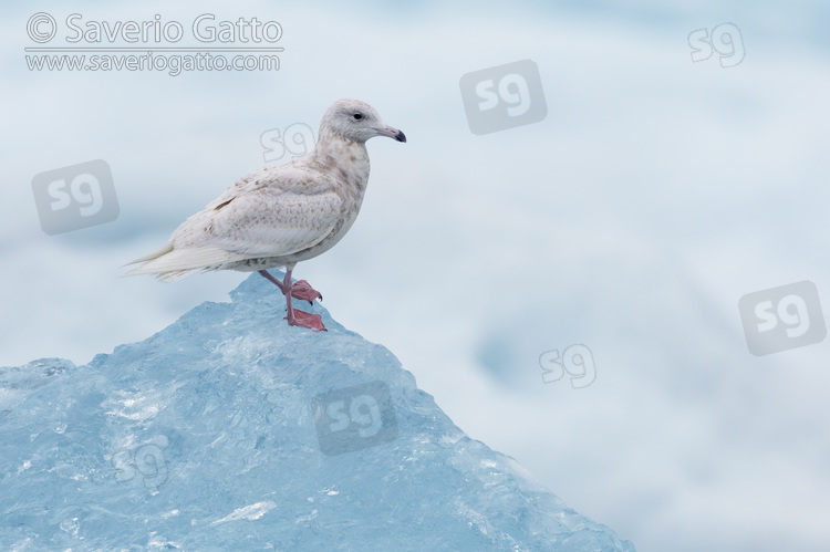 Glaucous Gull