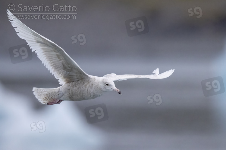 Gabbiano glauco, giovane in volo