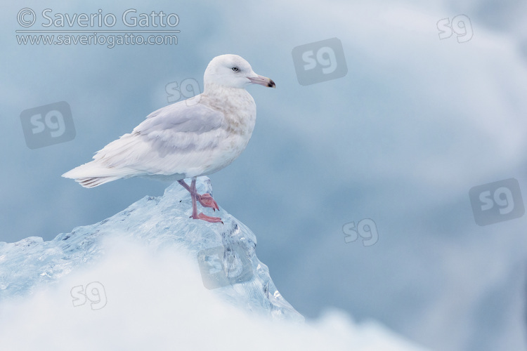 Glaucous Gull, side view of an immature standing on an iceberg