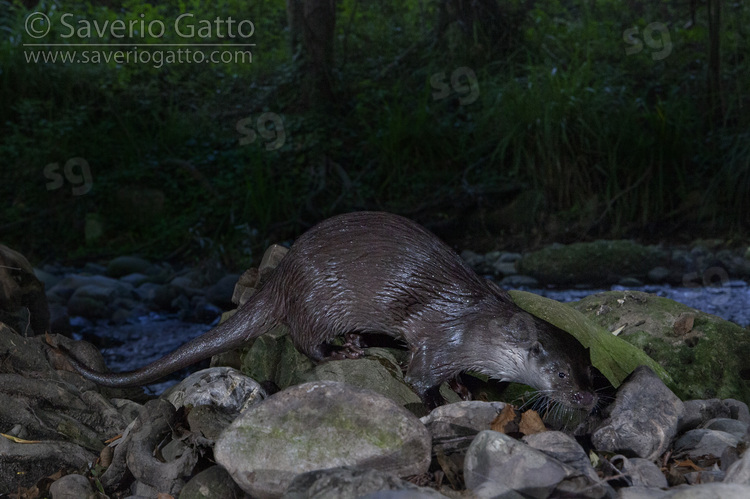 Eurasian Otter, side view of an adult walking on stones close to a creek