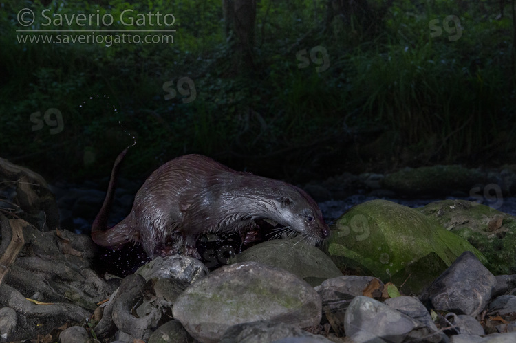 Eurasian Otter, adult coming out of the water