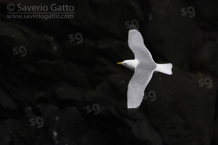 Black-legged Kittiwake, adult in flight seen from the above