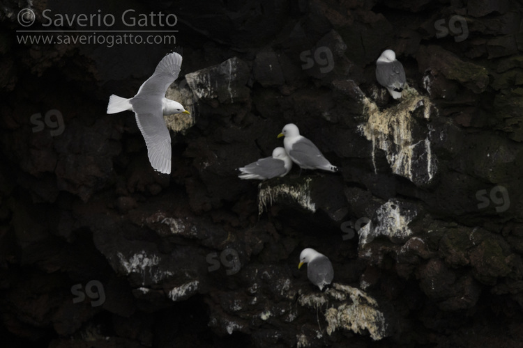 Black-legged Kittiwake, adult in flight over a colony against black basalt cliffs