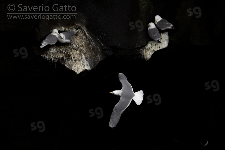 Black-legged Kittiwake, adult in flight over a colony against black basalt cliffs