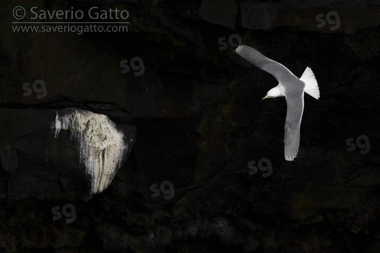 Black-legged Kittiwake, adult in flight seen from the above