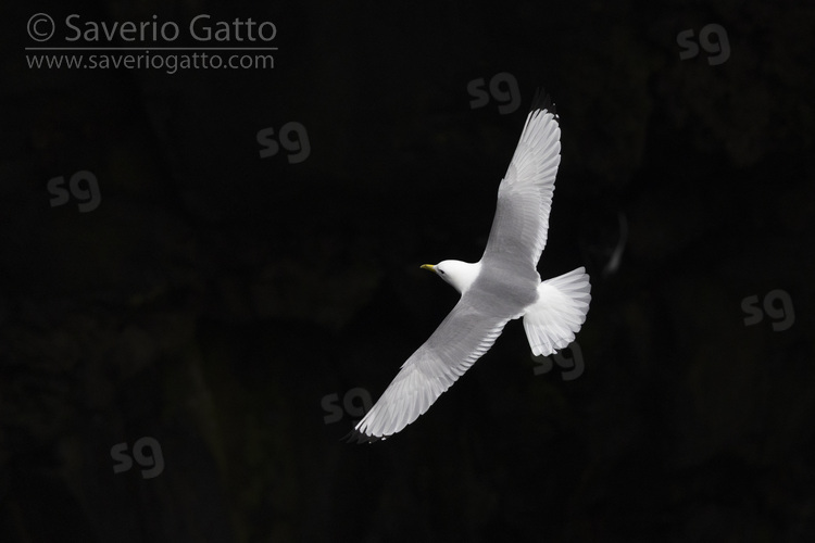 Black-legged Kittiwake, adult in flight seen from the above