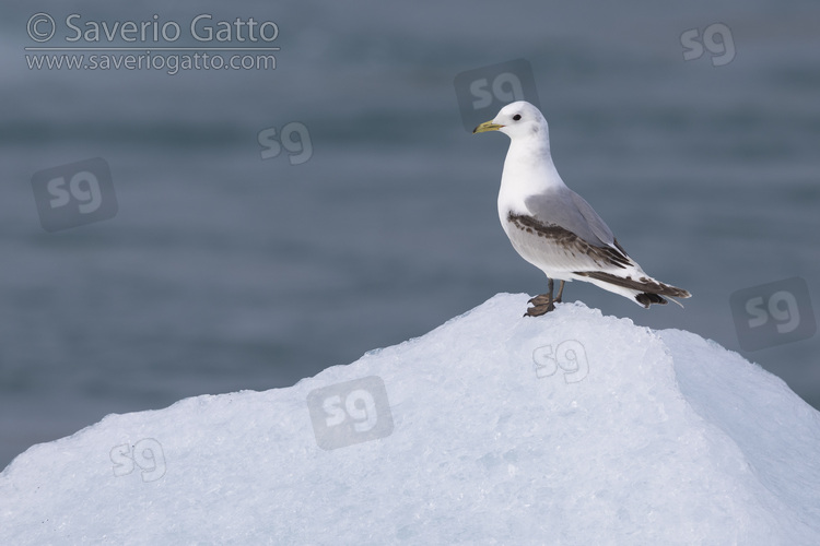 Black-legged Kittiwake, side view of a second year juvenile standing on an iceberg