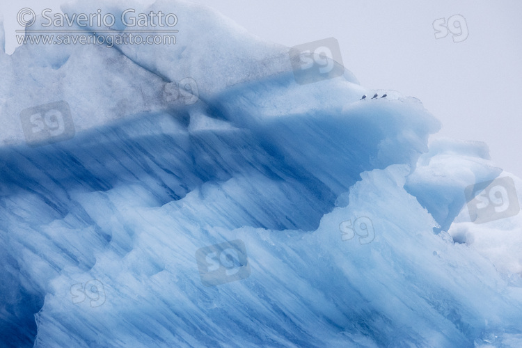 Iceberg and Kittiwakes, three black-legged kittiwakes resting on an iceberg