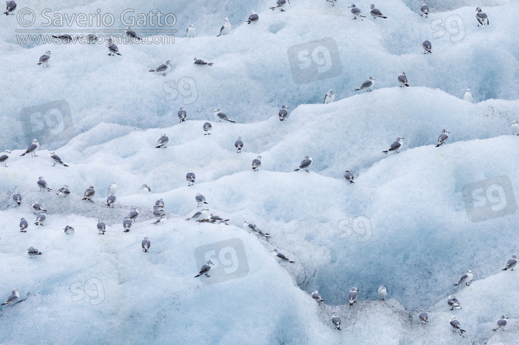 Black-legged Kittiwake, a flock resting on an iceberg