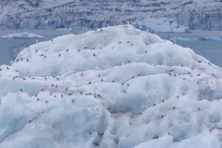 Gabbiano tridattilo, stormo a riposo su un iceberg