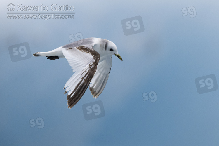 Black-legged Kittiwake, side view of a second year juvenile in flight