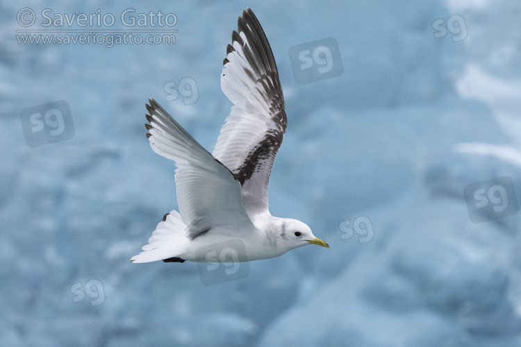 Black-legged Kittiwake, side view of a second year juvenile in flight