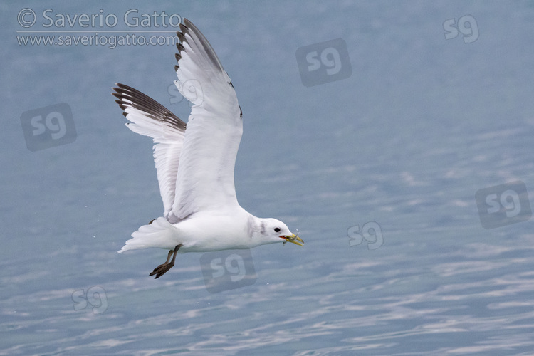 Gabbiano tridattilo, giovane in volo