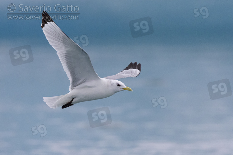 Gabbiano tridattilo, adulto in volo