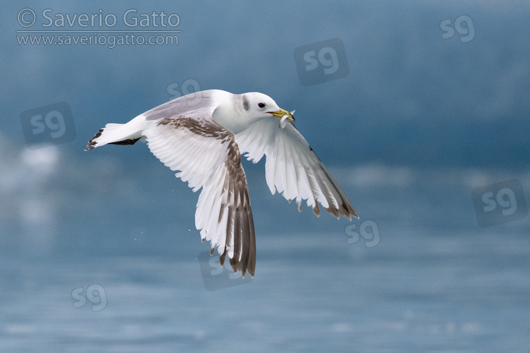 Black-legged Kittiwake, side view of a second year juvenile in flight with a caught fish