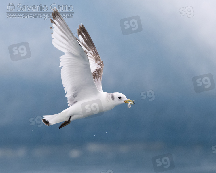 Black-legged Kittiwake, side view of a second year juvenile in flight with a caught fish