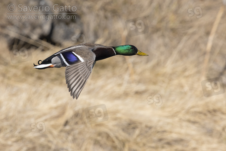 Mallard, side view of an adult male in flight