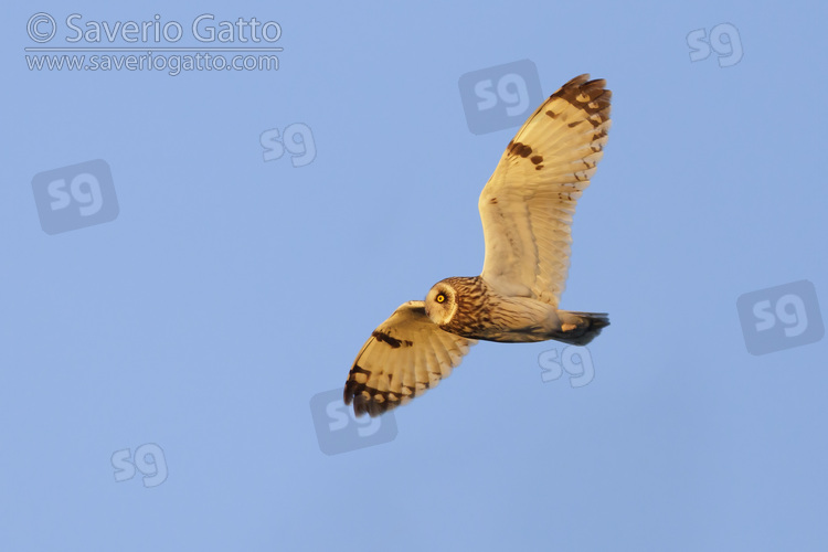 Short-eared_Owl, adult male in flight seen from below