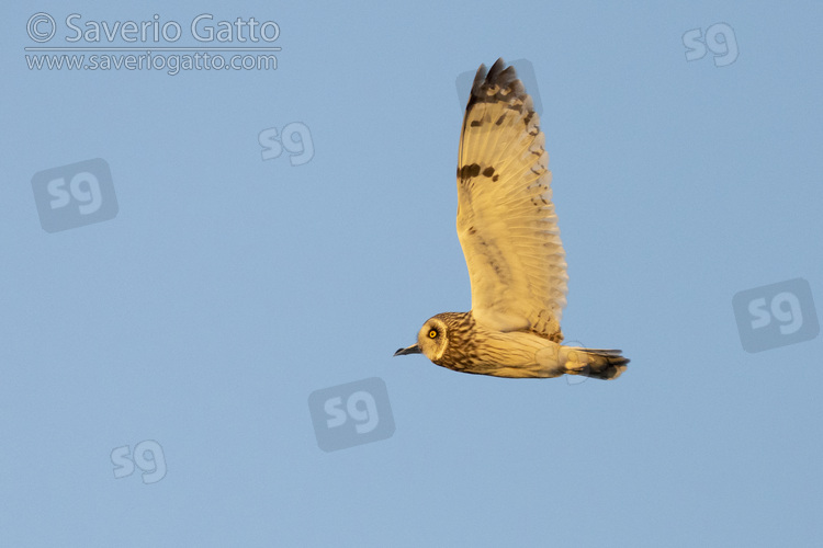 Short-eared_Owl, adult male in flight seen from below