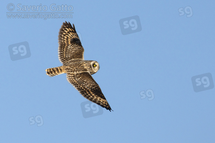 Short-eared_Owl, adult in flight seen from above