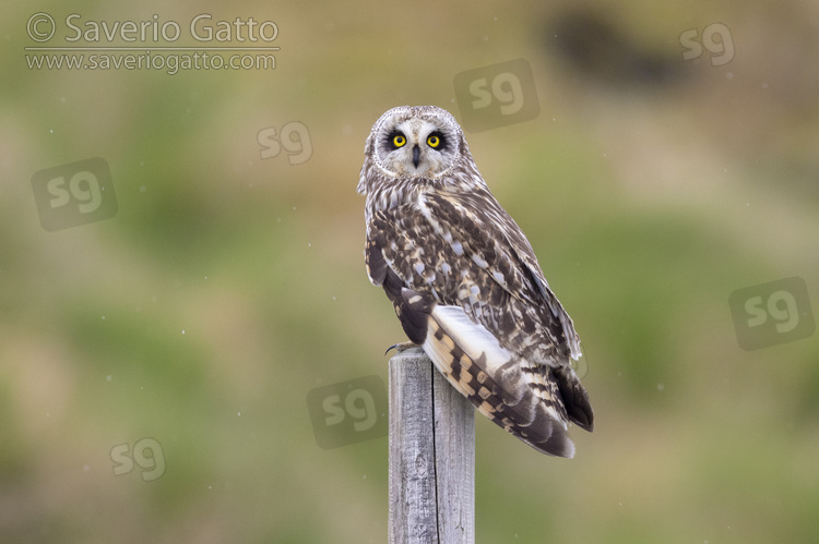 Short-eared_Owl, adult perched on a post